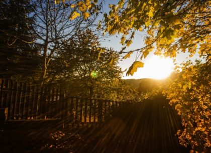 Does Good Tree Maintenance Make Good Neighbors?