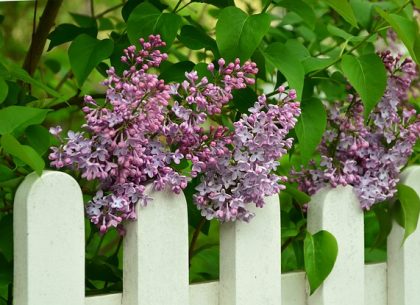 Construction, Maintenance, and Repair of a Boundary Fence