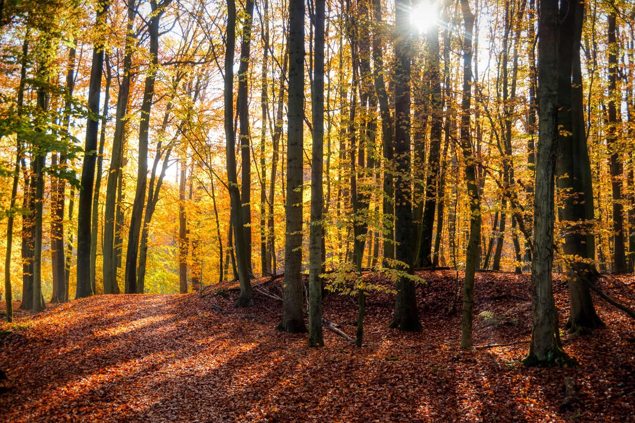 How to Add and Remove a Conservation Easement